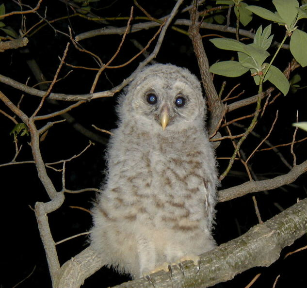 Young Barred Owl perched on a branch at night by Mike & Pam Cloncs