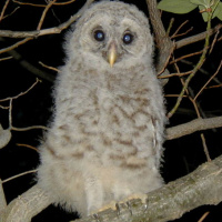 Barred Owl