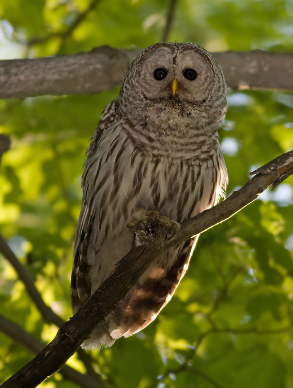 Barred Owl high in a shady tree by Rachel Bilodeau