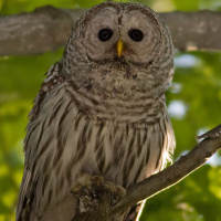 Barred Owl