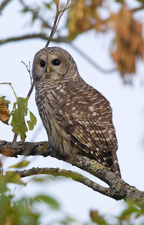 Barred Owl perched on a branch during the day by Rick & Nora Bowers