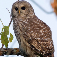 Barred Owl