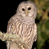 Barred Owl