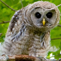 Barred Owl