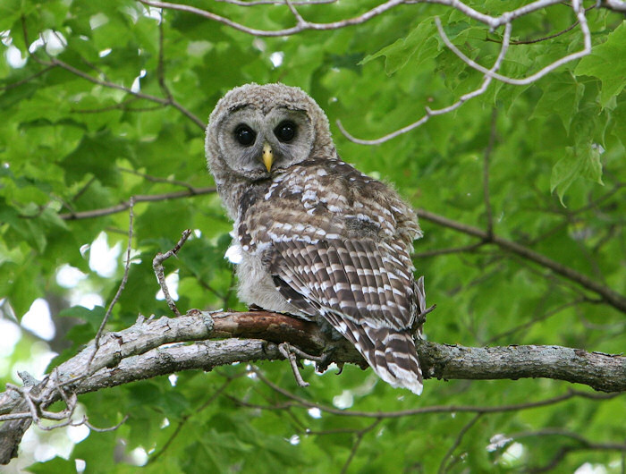 Young Barred Owl looking back over its shoulder at us by Ron Shanahan