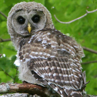 Barred Owl