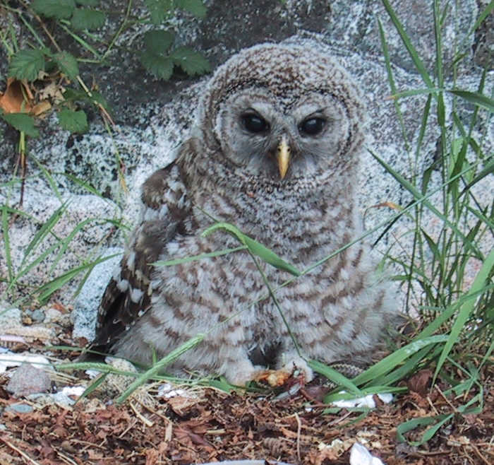 Young Barred Owl on the ground clutching a snake by Tyrol Russell