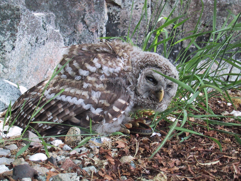 Young Barred Owl on the ground eating a snake by Tyrol Russell