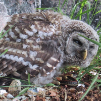 Barred Owl