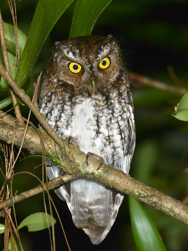 Close view of a Bearded Screech Owl perched on a branch at night by Alan Van Norman