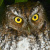 Bearded Screech Owl