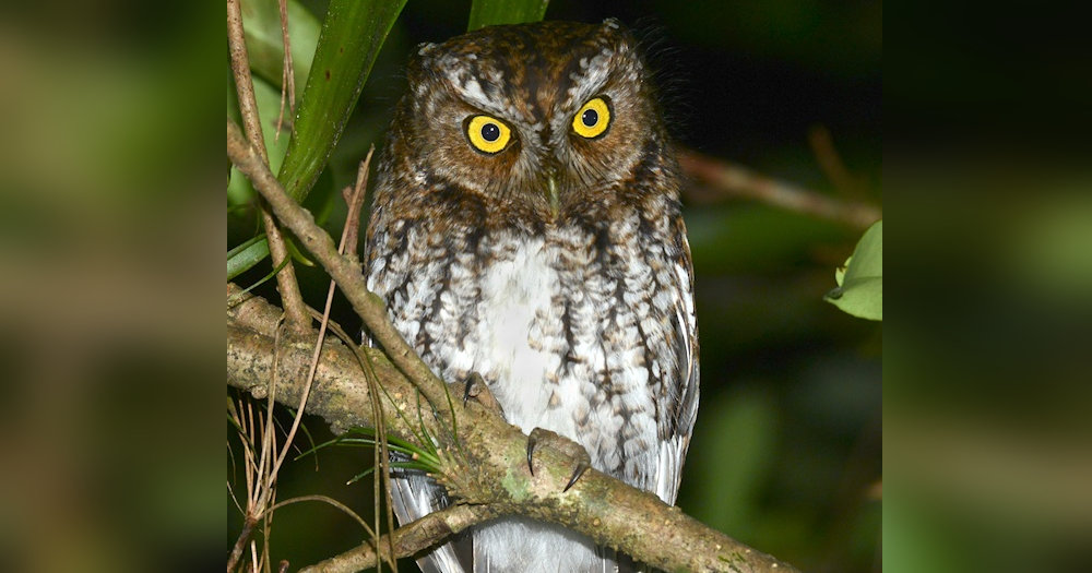 Bearded Screech Owl (Megascops barbarus) by Alan Van Norman - The Owl Pages