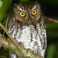 Bearded Screech Owl