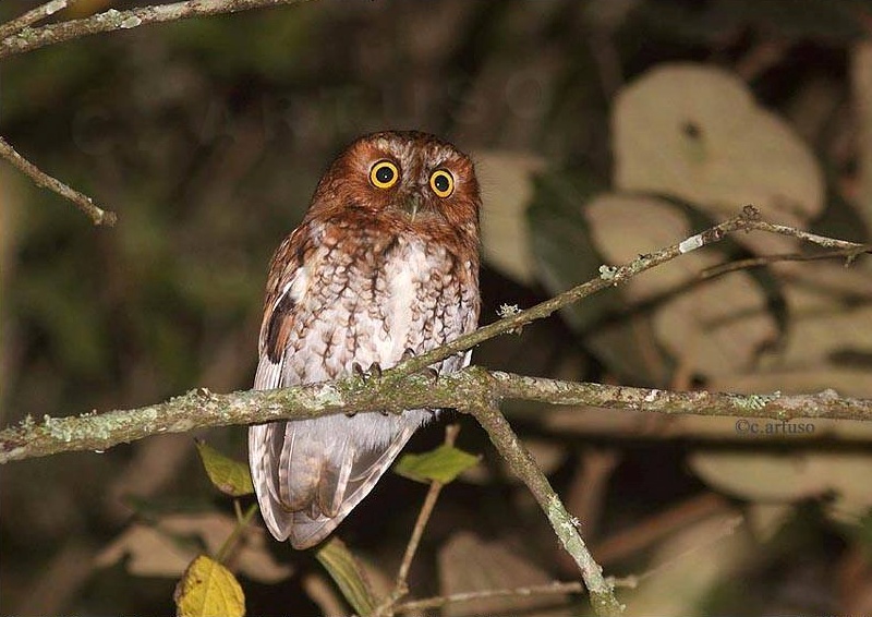 Bearded Screech Owl looks into the distance from its branch by Christian Artuso