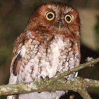 Bearded Screech Owl