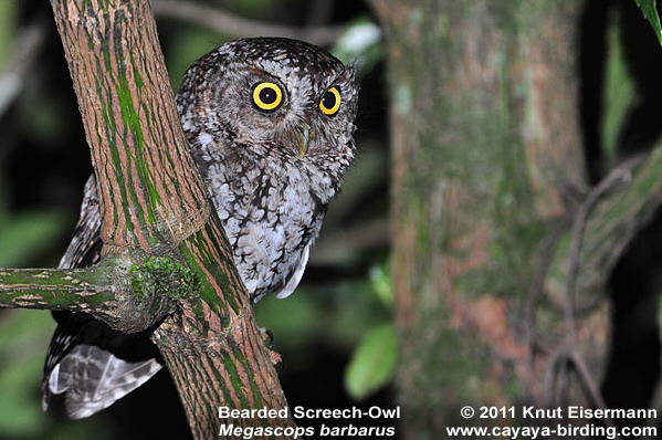 Bearded Screech Owl looking out from behind a branch by Knut Eisermann