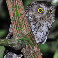 Bearded Screech Owl