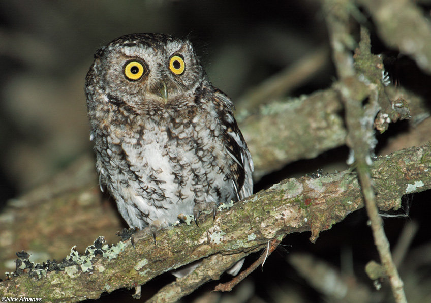 Bearded Screech Owl perched on a branch at night by Nick Athanas