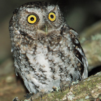 Bearded Screech Owl