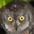 Biak Scops Owl