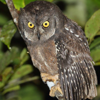 Biak Scops Owl