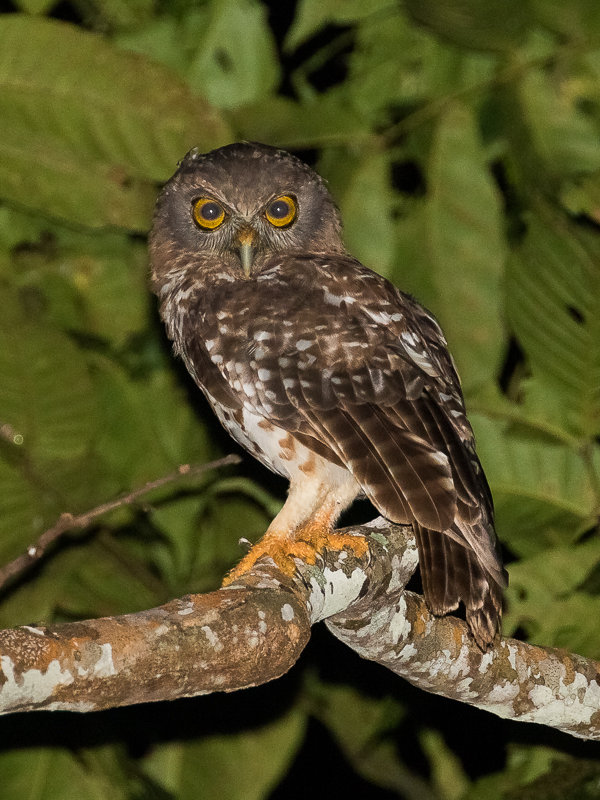 Side view of a New Ireland Boobook looking at us by Markus Lagerqvist