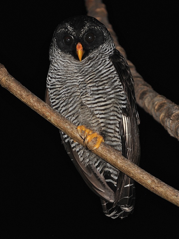 Black-and-White Owl perched on a thin branch at night by Alan Van Norman