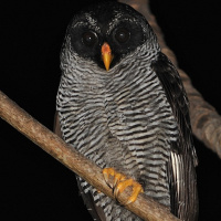 Black-and-White Owl