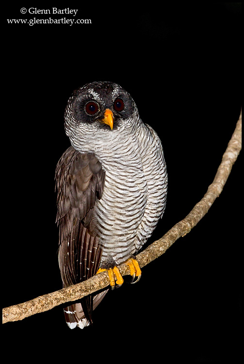 Black-and-White Owl perched on a vine at night by Glenn Bartley