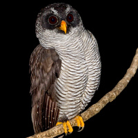 Black-and-White Owl