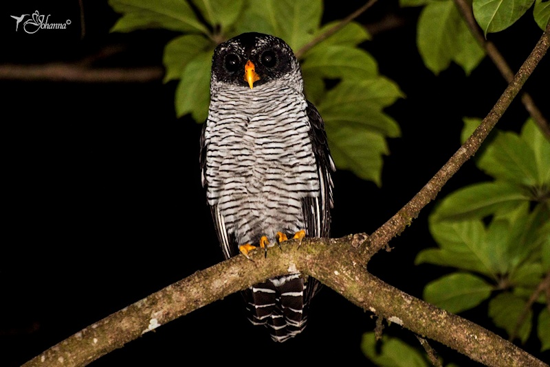 Black-and-White Owl perched on a curved branch under leaves by Johanna Murillo