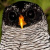 Black-and-White Owl