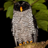 Black-and-White Owl