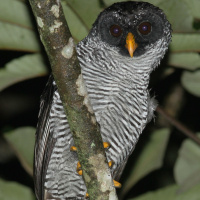 Black-and-White Owl