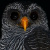 Black-banded Owl