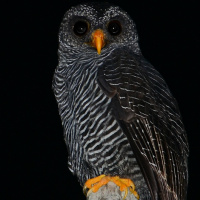 Black-banded Owl