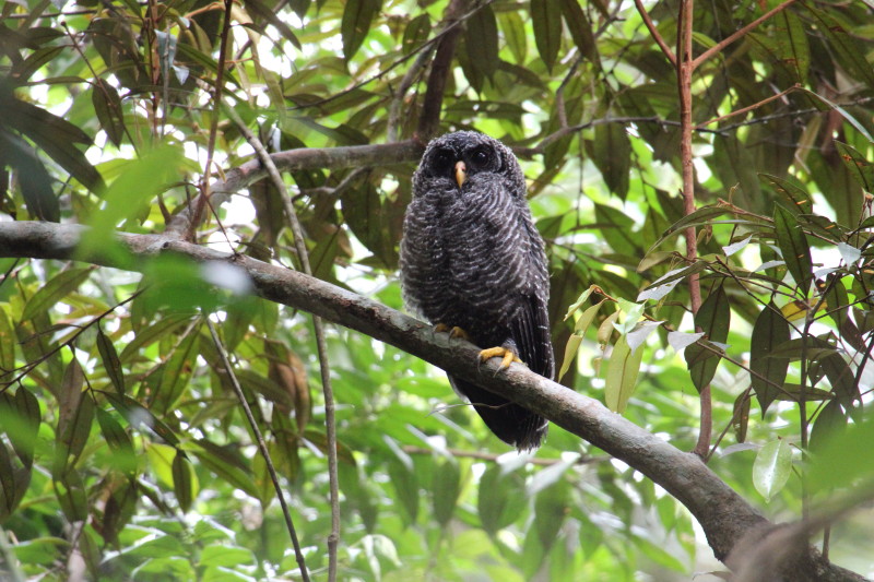 Black-banded Owl high in a tree during the day by Lee Mason