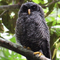 Black-banded Owl