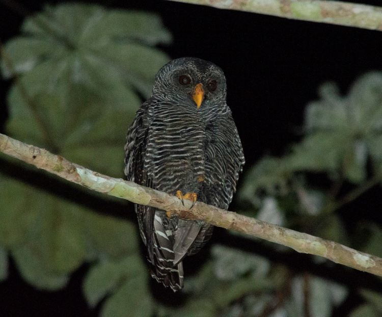 Black-banded Owl perched on a branch at night by Marllus Rafael Negreiros de Almeida