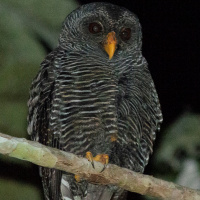 Black-banded Owl