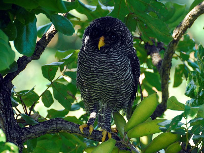 Black-banded Owl at roost under leaves by Nunes D'Acosta