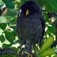 Black-banded Owl