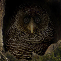 Black-banded Owl