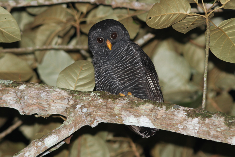 Black-banded Owl leaning over a branch at night by Willian Menq