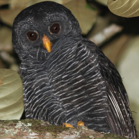 Black-banded Owl