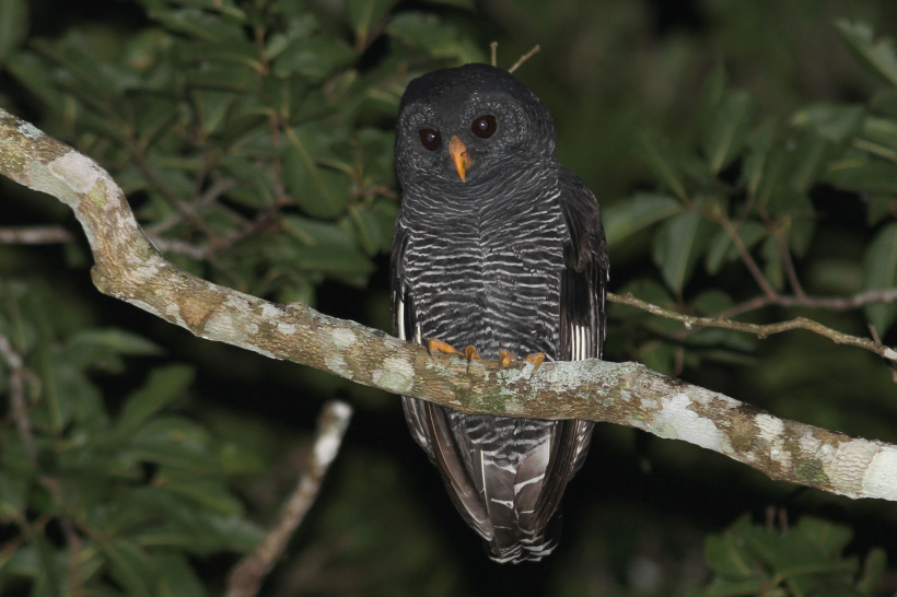 Black-banded Owl looking down from a branch at night by Willian Menq