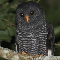 Black-banded Owl