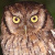 Black-capped Screech Owl