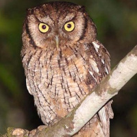 Black-capped Screech Owl