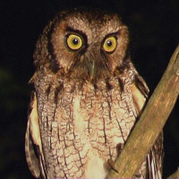 Black-capped Screech Owl